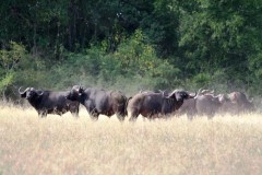 Buffalo