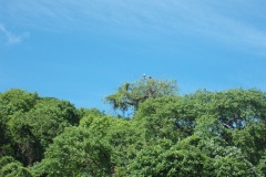 Fish-Eagle-Malawi1000