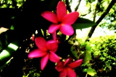 Floral-2