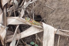 Grasshopper-scaled