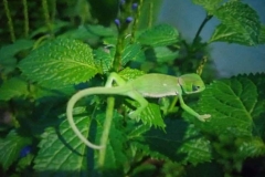 IMG-20210217-WA0080
