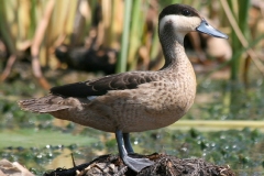 Lake-Chilwa3