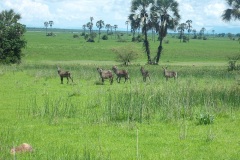 Liwonde-animals_1000