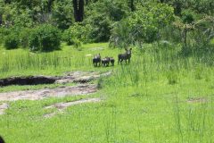 Liwonde-bush-pig-scaled
