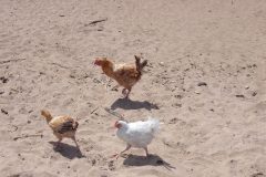 Malawi-Beach-Chickens-scaled