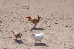Malawi-Beach-Chickens_1000