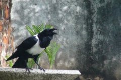 Malawi-crow