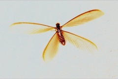 Ngumbi_2