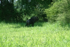 Nyala-Park-2004-005