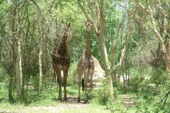 Nyala-Park-2004-016