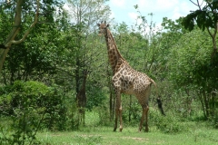 Nyala-Park-2004-034