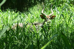 Nyala-Park-2004-037