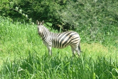 Nyala-Park-2004-046