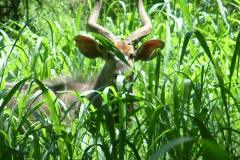 Nyala-Park-Southern-Region