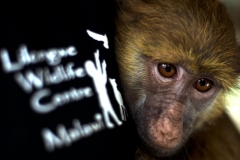 baboon-with-lilwc-badge