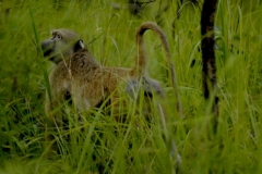 baboon