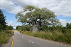 baobab