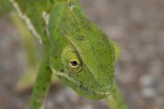 chameleon1