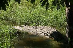 croc