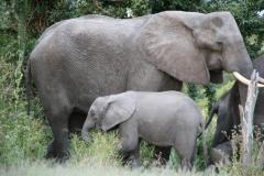elephant-1
