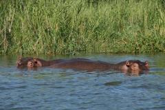 hippo