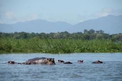 hippo1