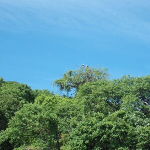 Fish Eagle Malawi1000