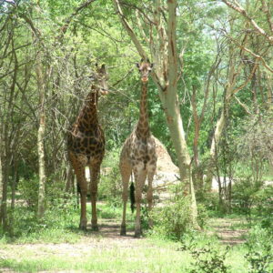 Nyala Park 2004 016