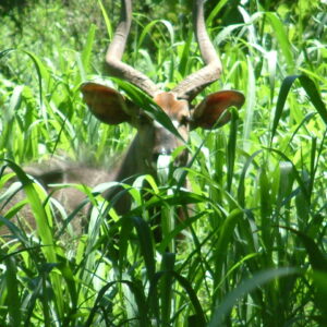 Nyala Park Southern Region