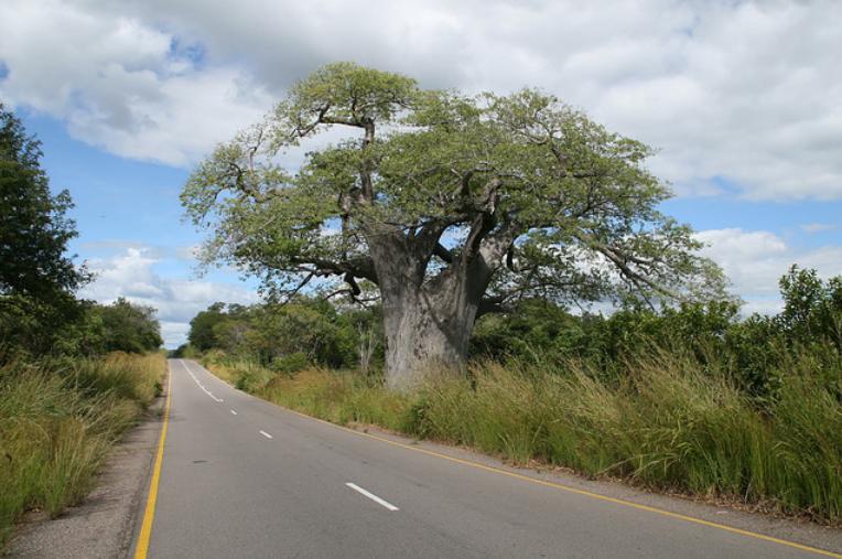 baobab
