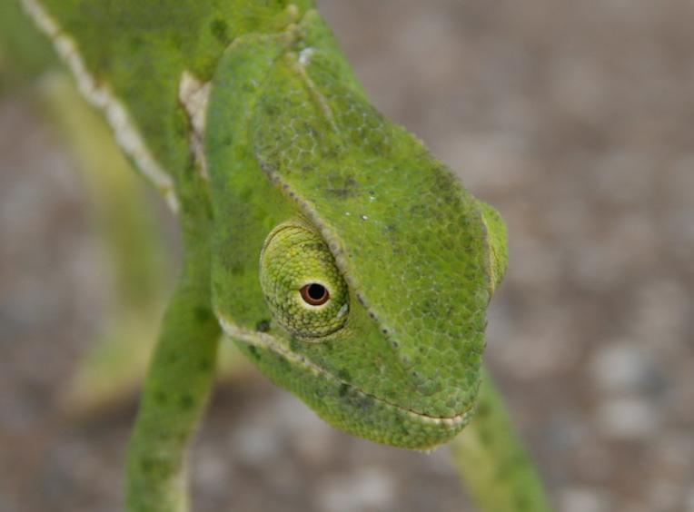 chameleon1
